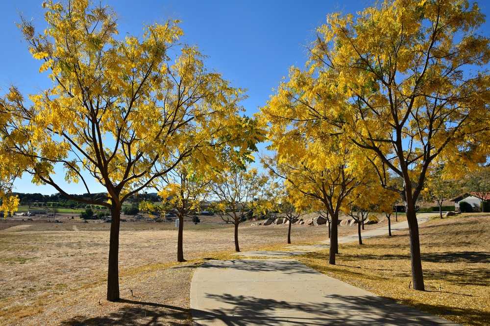 Avada Car Dealer News